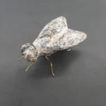 Πήλινο έντομο 15cmX8cm