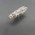 Πήλινο έντομο 17cmX6cm