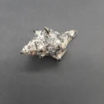 Πήλινο κοχύλι 14cmX6cm