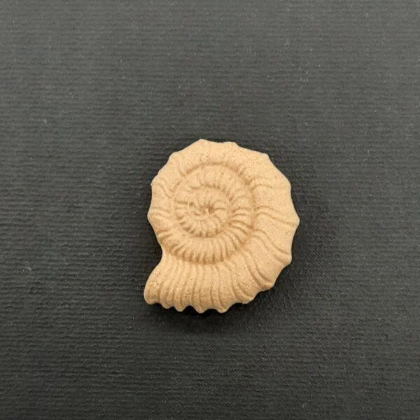 Ξυλόγλυπτο Διακοσμητικό Κοχύλι 3εκ.Χ2,5εκ.