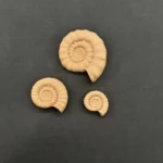 Ξυλόγλυπτο Διακοσμητικό Κοχύλι σετ 3 Τεμαχίων 6,5εκ. Χ 5,5εκ.