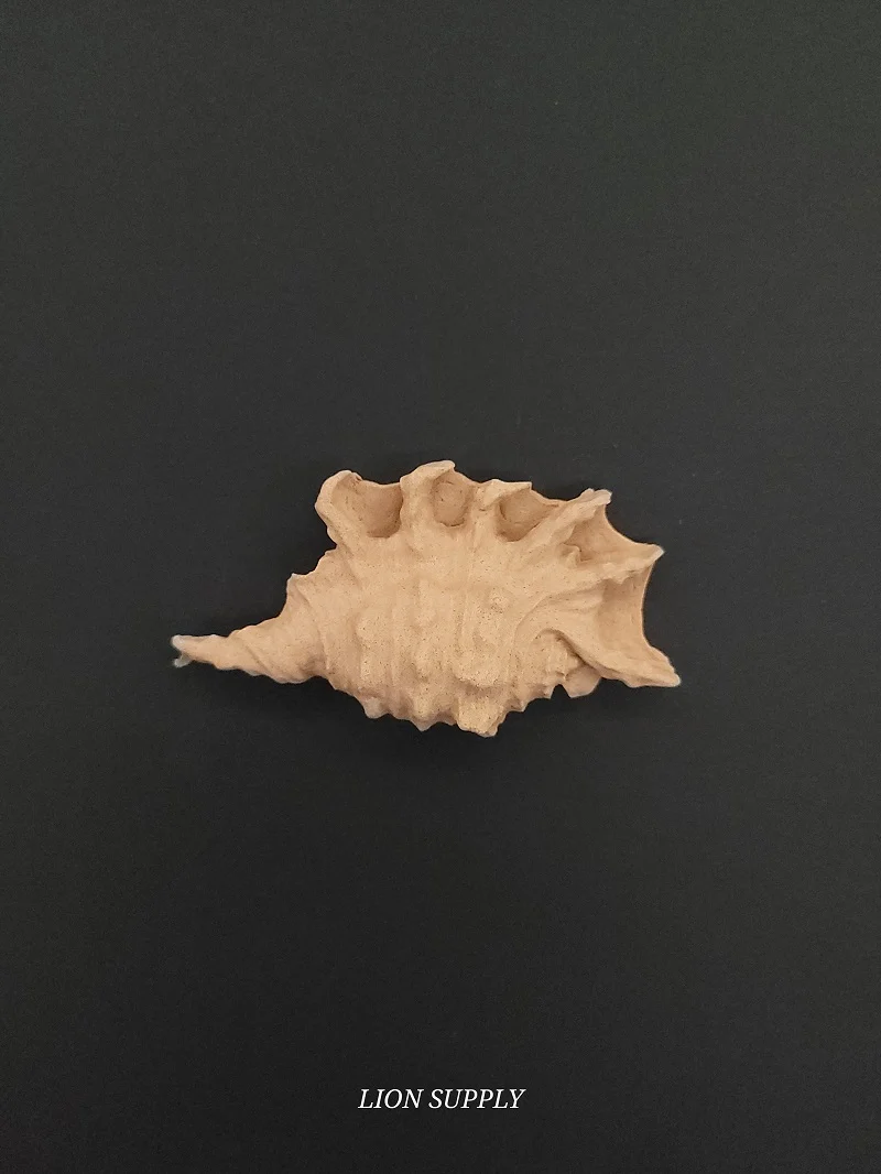 Ξυλόγλυπτο Διακοσμητικό Κοχύλι 7εκ.Χ4εκ.